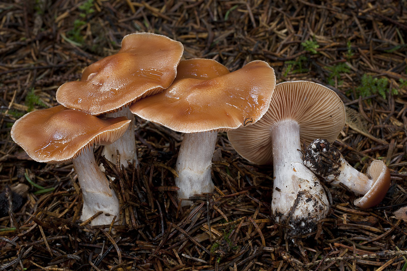 Cortinarius armeniacus